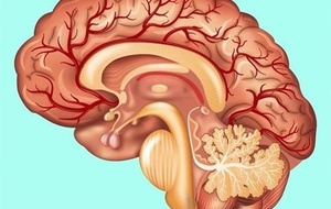 Điều thú vị về não bộ